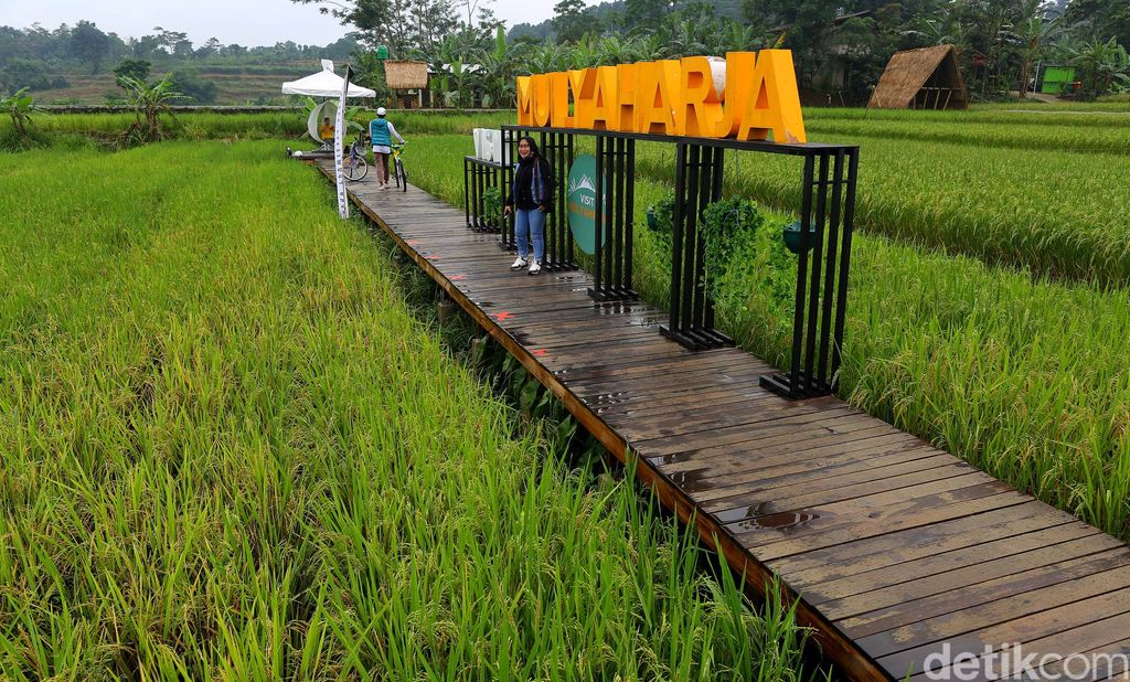 Kampung tematik Ciharashas, Harjamulya, Kota Bogor atau yang biasa dikenal Agro Edukasi Wisata Organik (AEWO) Mulyaharja, menyajiikan pemandangan hamparan sawah dan pegunungan nan instagramable. Nggak percaya? Tengok aja nih.