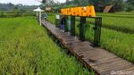 Foto: Hamparan Sawah yang Instagramable di Kota Bogor