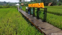 Wisatawan yang datang dan berkunjung sebagian besar untuk berfoto-foto di tengah hamparan sawah cantik nan instagramable.