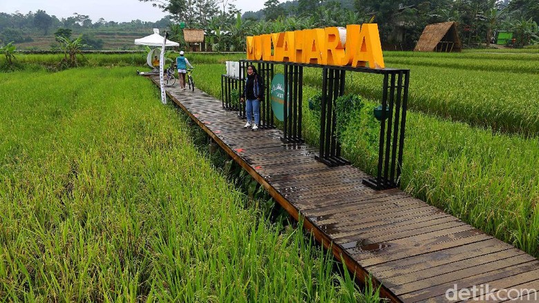 Kampung Tematik Mulyaharja Bogor Kampung tematik Ciharashas, Harjamulya, Kota Bogor atau yang biasa dikenal Agro Edukasi Wisata Organik (AEWO) Mulyaharja, menyajiikan pemandangan hamparan sawah dan pegunungan nan instagramable. Nggak percaya? Tengok aja nih.