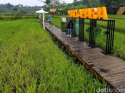 Foto: Hamparan Sawah yang Instagramable di Kota Bogor