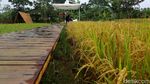 Foto: Hamparan Sawah yang Instagramable di Kota Bogor