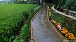 Foto: Hamparan Sawah yang Instagramable di Kota Bogor