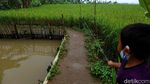Foto: Hamparan Sawah yang Instagramable di Kota Bogor