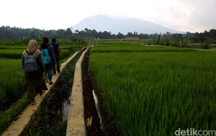 Kampung tematik Ciharashas, Harjamulya, Kota Bogor atau yang biasa dikenal Agro Edukasi Wisata Organik (AEWO) Mulyaharja, menyajiikan pemandangan hamparan sawah dan pegunungan nan instagramable. Nggak percaya? Tengok aja nih.
