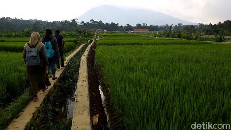 Kampung tematik Ciharashas, Harjamulya, Kota Bogor atau yang biasa dikenal Agro Edukasi Wisata Organik (AEWO) Mulyaharja, menyajiikan pemandangan hamparan sawah dan pegunungan nan instagramable. Nggak percaya? Tengok aja nih.