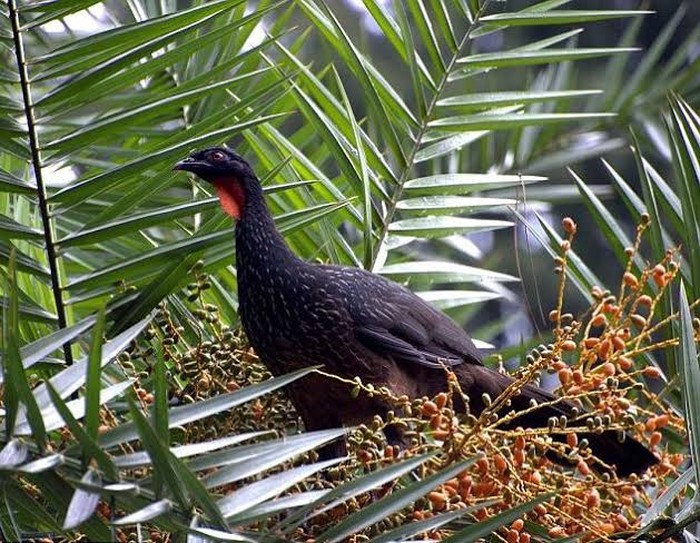 Kopi Burung Jacu, Minuman Eksotis dari Kotoran Burung Asal Brasil