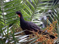 Kopi Burung Jacu, Minuman Eksotis dari Kotoran Burung Asal Brasil