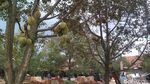 Foto: Asyik, Ada Wisata Serba Durian di Cirebon