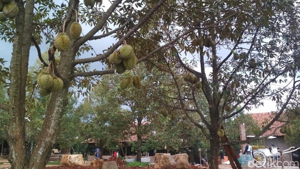 Luas Kopi Montong mencapai 10 hektar. Ada 50 pohon durian jenis montong yang ditanam. Rencananya 100 pohon durian Musang King juga akan ditanam di kebun ini. (Sudirman Wamad/detikcom) Luas Kopi Montong mencapai 10 hektar. Ada 50 pohon durian jenis montong yang ditanam. Rencananya 100 pohon durian Musang King juga akan ditanam di kebun ini. (Sudirman Wamad/detikcom)