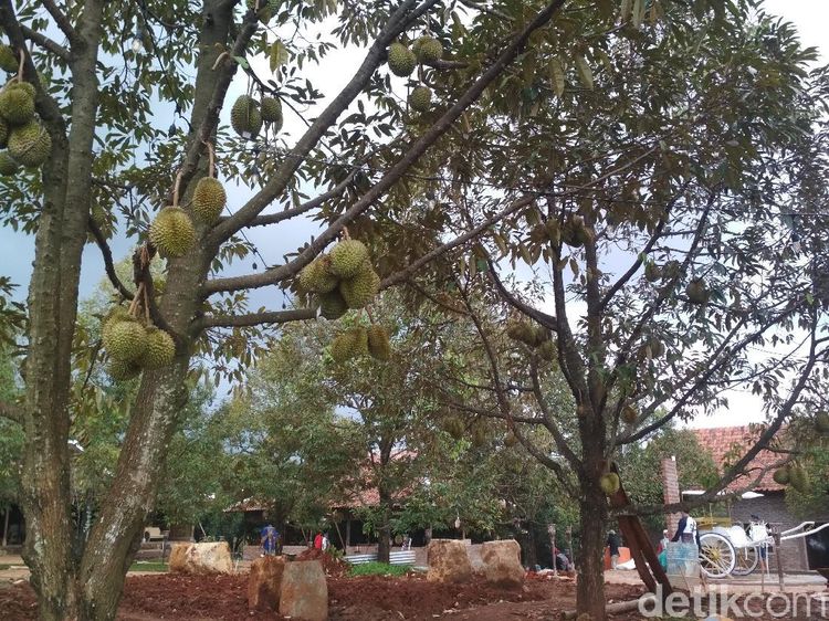 Foto: Asyik, Ada Wisata Serba Durian di Cirebon