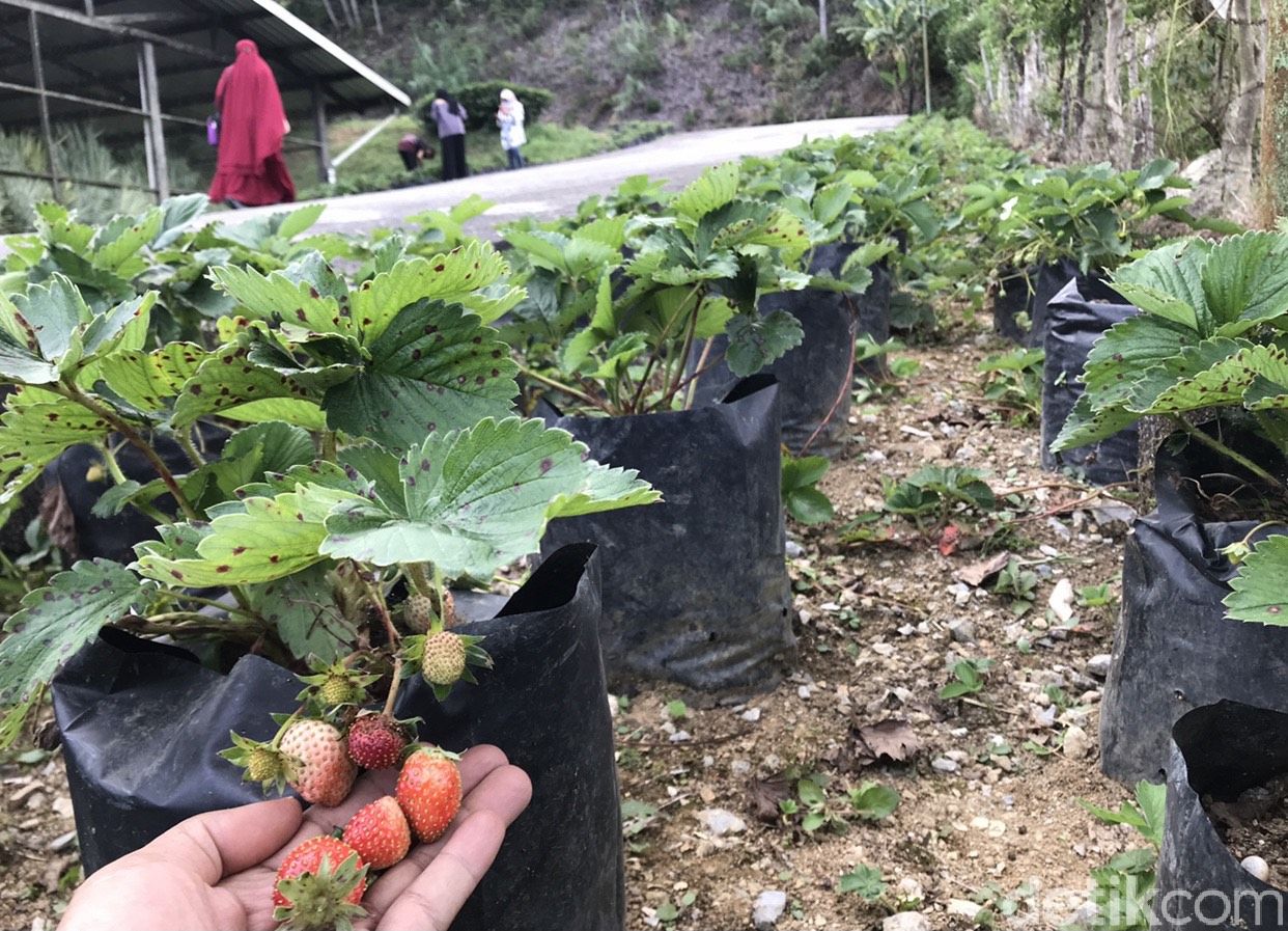 Moosa Edufarm Solok