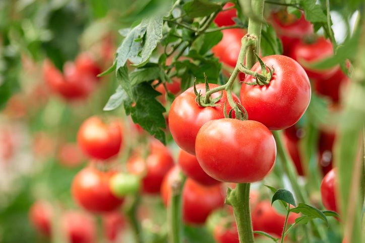 Harga Anjlok! 5 Petani Ini Buang Sayuran hingga Buah Naga ke Sungai