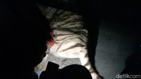 Dua ekor harimau tersebut lepas dari kandangnya pada Jumat (5/2) siang. Diduga mereka keluar kandang lewat lubang yang muncul setelah terjadi longsor di dalam Sinka Zoo (dok Istimewa)