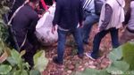 Potret Harimau Tora Ditembak Bius Usai Lepas dari Kandang Sinka Zoo