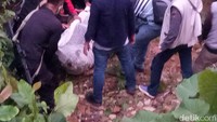 Proses petugas hingga mengamankan harimau Tora. Petugas dibantu penjaga atau pawang (keeper) untuk menangani hewan karnivora ini. (dok Istimewa)