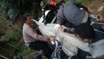 Potret Harimau Tora Ditembak Bius Usai Lepas dari Kandang Sinka Zoo