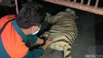 Potret Harimau Tora Ditembak Bius Usai Lepas dari Kandang Sinka Zoo