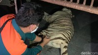 Dokter hewan sedang memeriksa kondisi harimau Tora yang pingsan setelah dibius saat berada di kandang observasi (dok Istimewa)