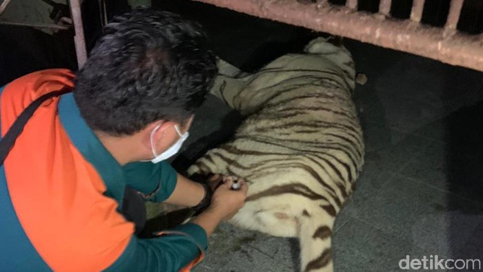 Petiugas gabungan berhasil mengamankan harimau benggala bernama Tora yang lepas dari kandangnya di Sinka Zoo (dok Istimewa)