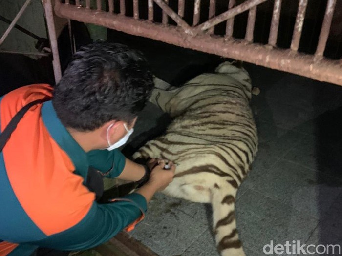 Petiugas gabungan berhasil mengamankan harimau benggala bernama Tora yang lepas dari kandangnya di Sinka Zoo (dok Istimewa)