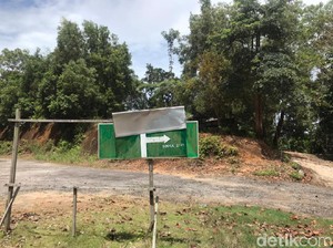 2 Harimau Sinka Zoo yang Lepas Ternyata Ditinggal Pawang, Dititipkan ke Teman