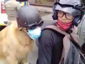 Lucu, Anjing di Tasikmalaya Taat Prokes di Masa Pandemi