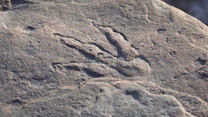 Seorang bocah 4 tahun menemukan jejak kaki dinosaurus. Jejak tersebut kemudian disimpan dan dipajang di museum.