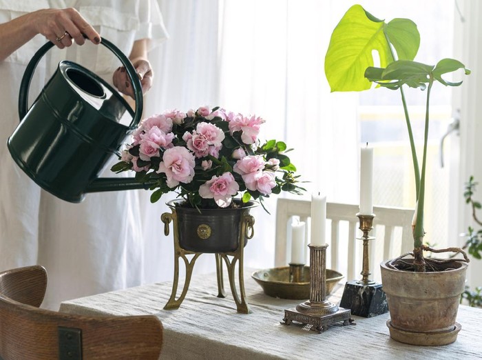 Ganti Air Saja Nggak Cukup, Begini Tips Rawat Bunga dalam Vas biar Awet