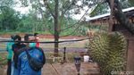 Foto: Asyik, Ada Wisata Serba Durian di Cirebon