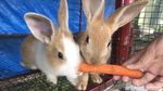 Foto: Memerah Susu Sapi dan Menikmati Strawberry di Moosa Edufarm