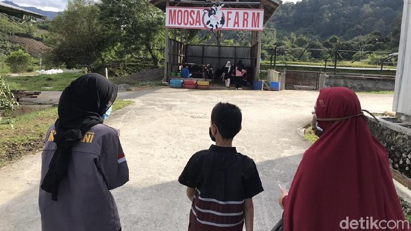 Foto: Memerah Susu Sapi dan Menikmati Strawberry di Moosa Edufarm