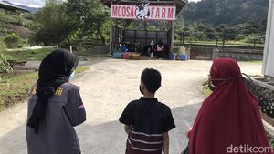 Foto: Memerah Susu Sapi dan Menikmati Strawberry di Moosa Edufarm