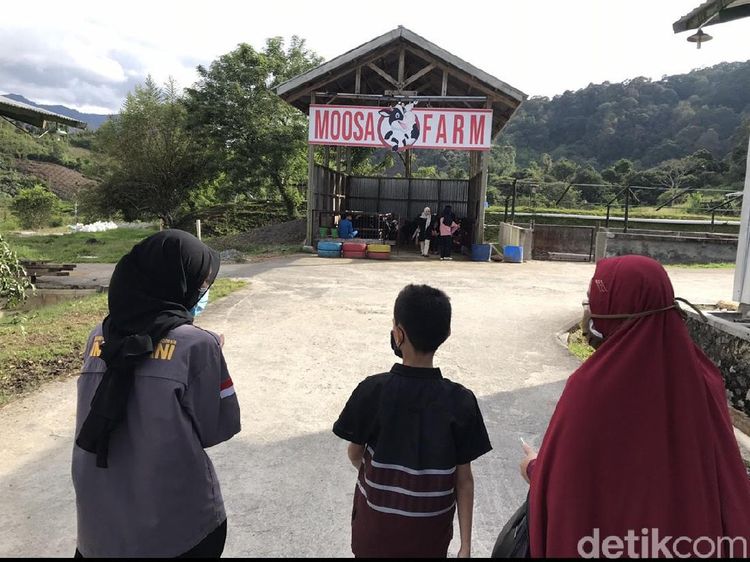Foto: Memerah Susu Sapi dan Menikmati Strawberry di Moosa Edufarm