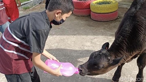 Foto: Memerah Susu Sapi dan Menikmati Strawberry di Moosa Edufarm - Foto 2