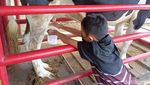 Foto: Memerah Susu Sapi dan Menikmati Strawberry di Moosa Edufarm