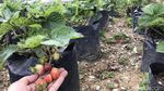 Foto: Memerah Susu Sapi dan Menikmati Strawberry di Moosa Edufarm