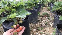 Ada perkebunan stroberi yang lumayan luas. Sebagai pengunjung, kita punya kesempatan untuk memetik langsung buah stroberi untuk dimakan sepuasnya. (Jeka Kampai/detikcom)