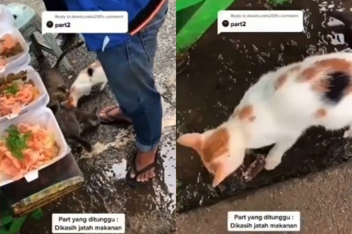 Viral Video Tukang Bubur 'Disambut' Kucing Liar Saat Hendak Berjualan