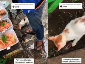Viral Video Tukang Bubur Disambut Kucing Liar Saat Hendak Berjualan