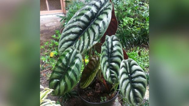 Alocasia Cuprea , Keladi Tengkorak (Tokopedia/Katshop27) Alocasia Cuprea , Keladi Tengkorak (Tokopedia/Katshop27)