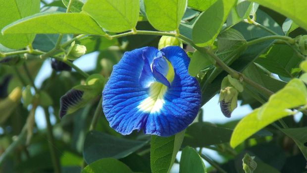 Clitoria ternatea , Kembang Talang  (Ist Ganesh balasubramanyam via Pixabay )