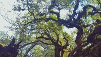 Hutan Bonsai yang berumur lebih dari seratus tahun.