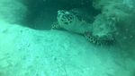 7 Destinasi Diving Keren di Indonesia