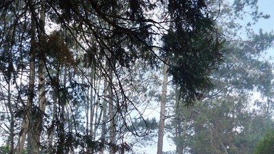 Akhir Pekan di Lembang, Coba ke Jayagiri