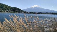 Gunung Fuji tampak cantik dari danau kawaguchiko