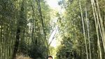 Arashiyama, Tak Hanya Sekadar Hutan Bambu