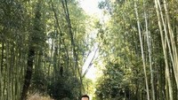Arashiyama Bamboo Forest