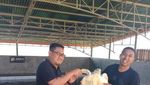 Bali Punya Wisata Konservasi Penyu Loh !