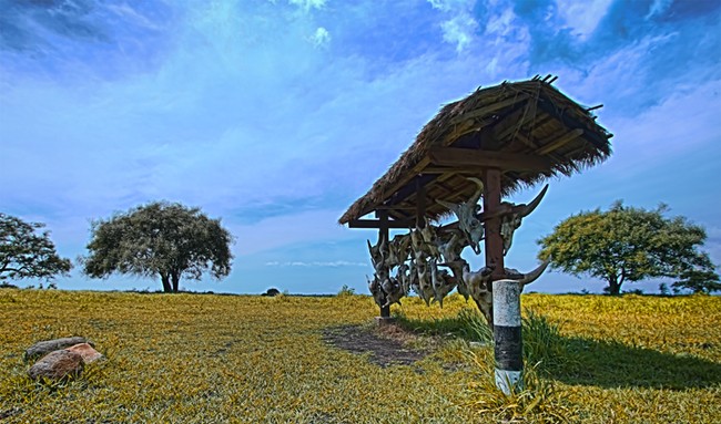 Baluran, Benar-benar Rasa Afrika di Pulau Jawa
